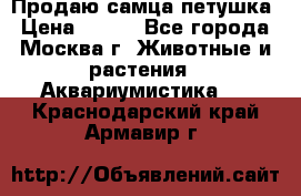 Продаю самца петушка › Цена ­ 700 - Все города, Москва г. Животные и растения » Аквариумистика   . Краснодарский край,Армавир г.